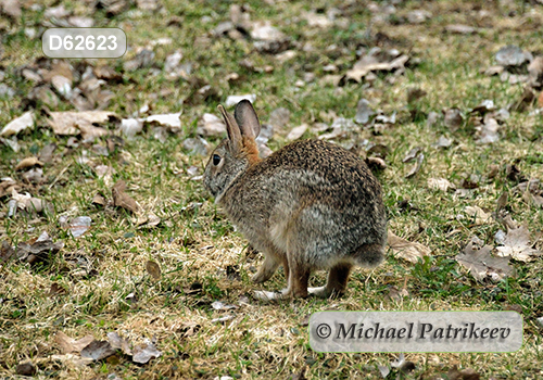 Eastern Cottontail (Sylvilagus floridanus)